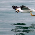 Seagull catches a Pearl Mullet fish at Van Lake, Turkey